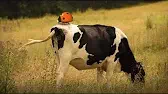 Мухи охотятся Букашки Мухи охотятся