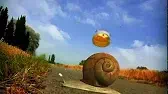 Конвой Букашки Конвой