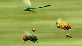 На старт, внимание, марш! Букашки На старт, внимание, марш