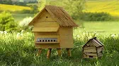 Медовая муха Букашки Медовая муха