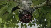 Ночной кошмар бабочки Букашки Ночной кошмар бабочки