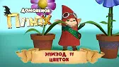 Цветок Домовенок Плюх Цветок