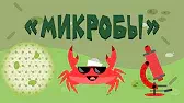 Микробы Капитан Краб Микробы