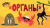 Органы Капитан Краб Органы