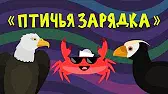Птичья зарядка Капитан Краб Птичья зарядка