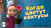 Когда цветут кактусы Машины песенки Когда цветут кактусы