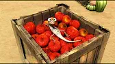Верный пёс Роко Оазис Оскара Верный пёс Роко