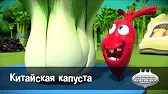 Китайская капуста Овощная вечеринка Китайская капуста