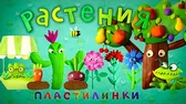 Пластилинки Растения